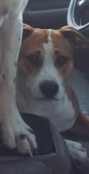 Lost Female Dog last seen Marina Way South and Hall Avenue, Richmond, CA 94804