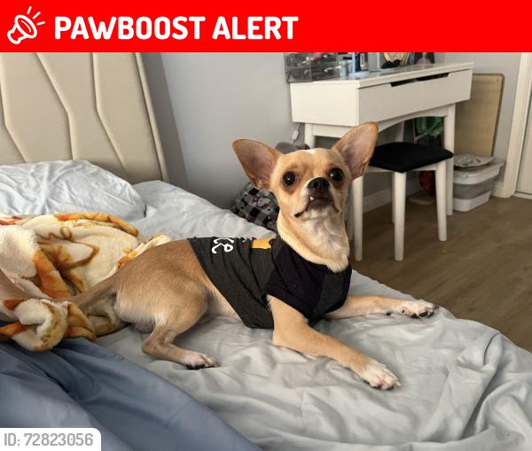 Lost Male Dog last seen Near s margate ave, East Los Angeles, CA 90022