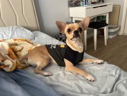 Lost Male Dog last seen Near s margate ave, East Los Angeles, CA 90022