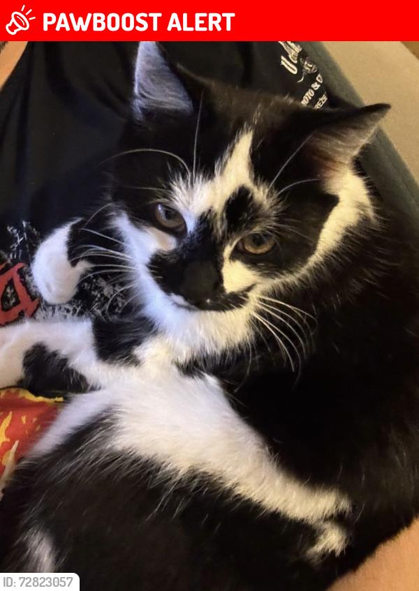 Lost Male Cat last seen Cranham grove, Kingston upon Hull, England HU7 4QB