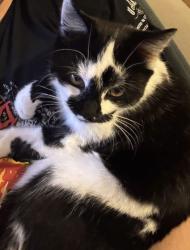 Lost Male Cat last seen Cranham grove, Kingston upon Hull, England HU7 4QB