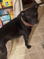 Lost Male Dog last seen Chestnut st, Greensboro, NC 27405