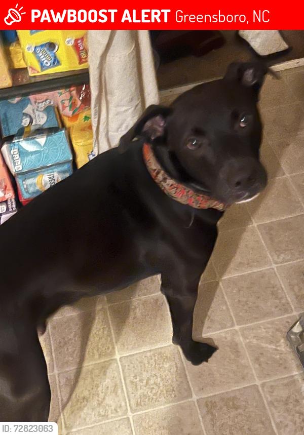 Lost Male Dog last seen Chestnut st, Greensboro, NC 27405
