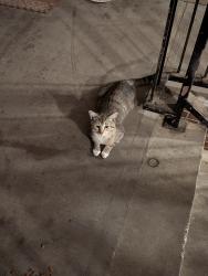 Found/Stray Unknown Cat last seen In Eagle Pine apmt complex parking lot, Tallahassee, FL 32304
