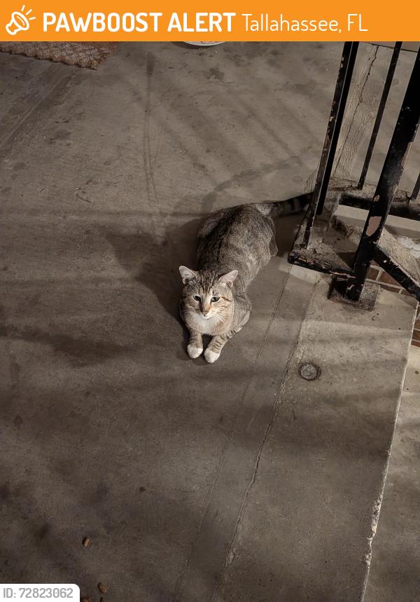 Found/Stray Unknown Cat last seen In Eagle Pine apmt complex parking lot, Tallahassee, FL 32304