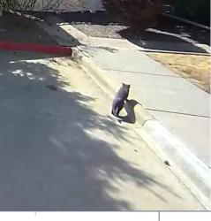 Found/Stray Unknown Cat last seen Jasper & 96th way, Commerce City, CO 80022