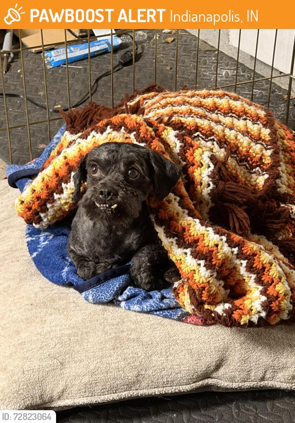 Found/Stray Male Dog last seen Near and Michigan, Indianapolis, IN 46268