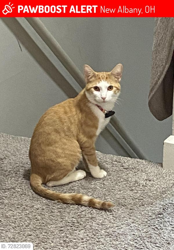 Lost Male Cat last seen LC village apparemment, New Albany, OH 43054