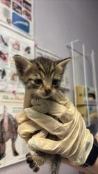 Shelter Stray Female Cat last seen Bexar County, New Braunfels, TX 78130