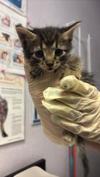 Shelter Stray Female Cat last seen Bexar County, New Braunfels, TX 78130