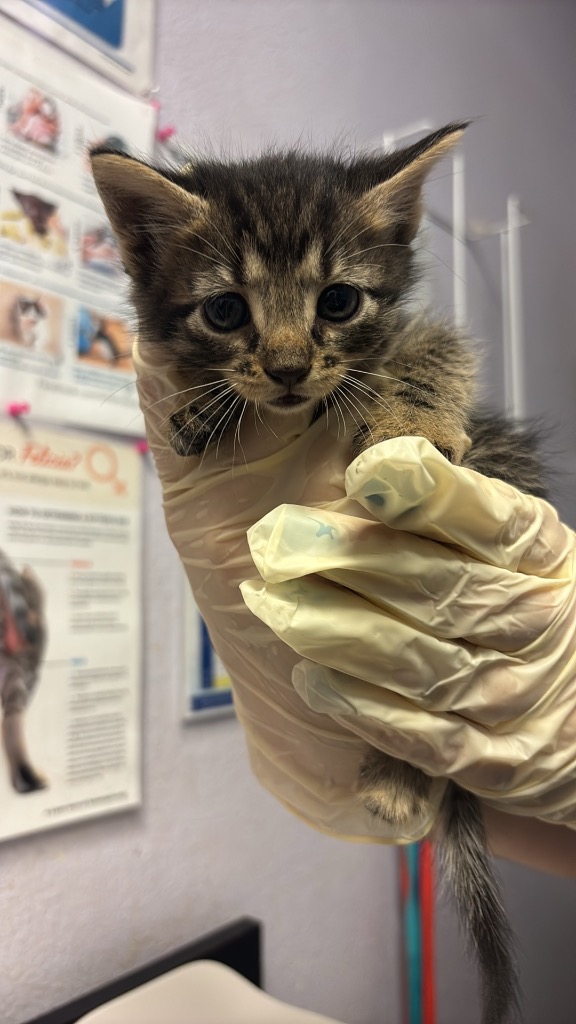 Shelter Stray Female Cat last seen Bexar County, New Braunfels, TX 78130