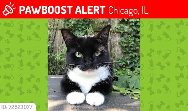 Lost Male Cat last seen Fullerton keeler Pulaski armtiage, Chicago, IL 60639