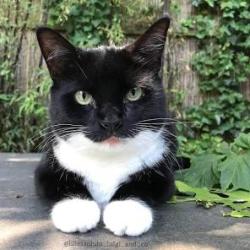 Lost Male Cat last seen Fullerton keeler Pulaski armtiage, Chicago, IL 60639