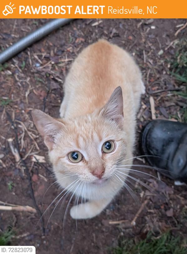 Found/Stray Unknown Cat last seen Larkwood Dr & Richardson Dr, Reidsville, NC 27320