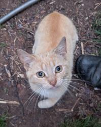 Found/Stray Unknown Cat last seen Larkwood Dr & Richardson Dr, Reidsville, NC 27320