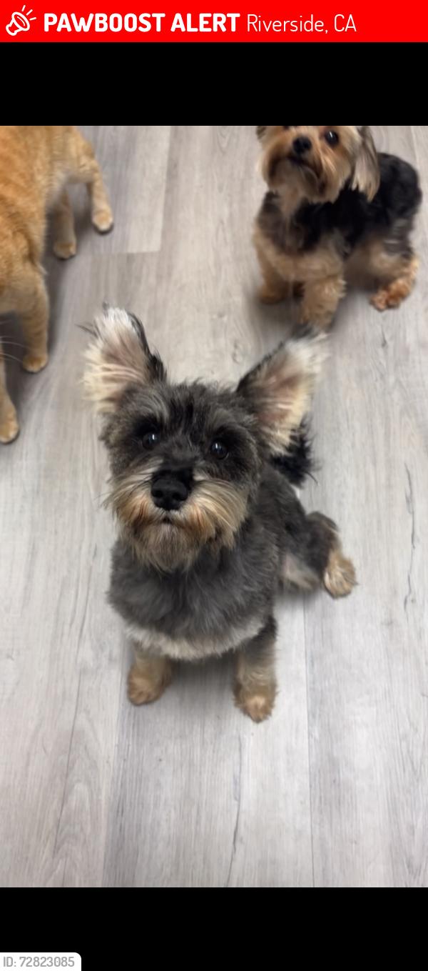 Lost Female Dog last seen We last saw her on canyon crest by the falcon point apmts, Riverside, CA 92507