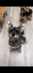 Lost Female Dog last seen We last saw her on canyon crest by the falcon point apmts, Riverside, CA 92507