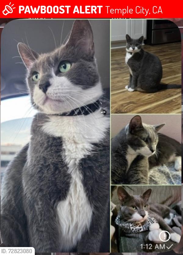 Lost Male Cat last seen Pentland st and Alessandro , Temple City, CA 91780