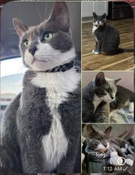 Lost Male Cat last seen Pentland st and Alessandro , Temple City, CA 91780