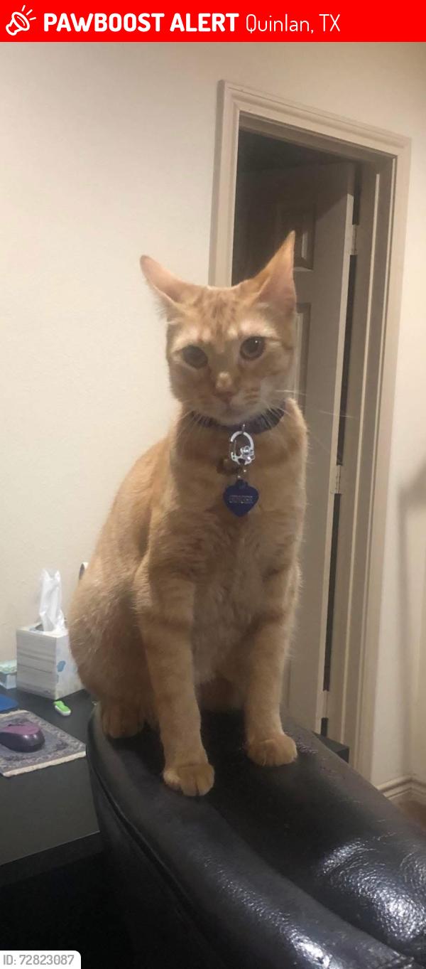 Lost Female Cat last seen Near , Quinlan, TX 75474