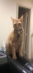 Lost Female Cat last seen Near , Quinlan, TX 75474