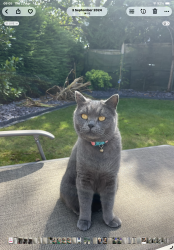 Lost Female Cat last seen Chelford, Chelford, England SK11 9SL