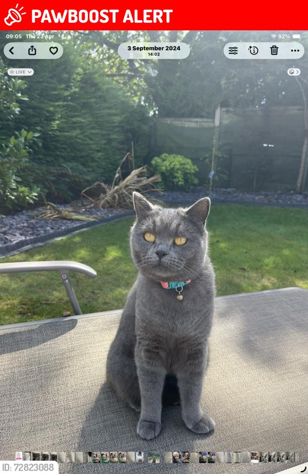 Lost Female Cat last seen Chelford, Chelford, England SK11 9SL