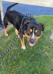 Lost Male Dog last seen Morris street and Drover street indianapolis, Indianapolis, IN 46221
