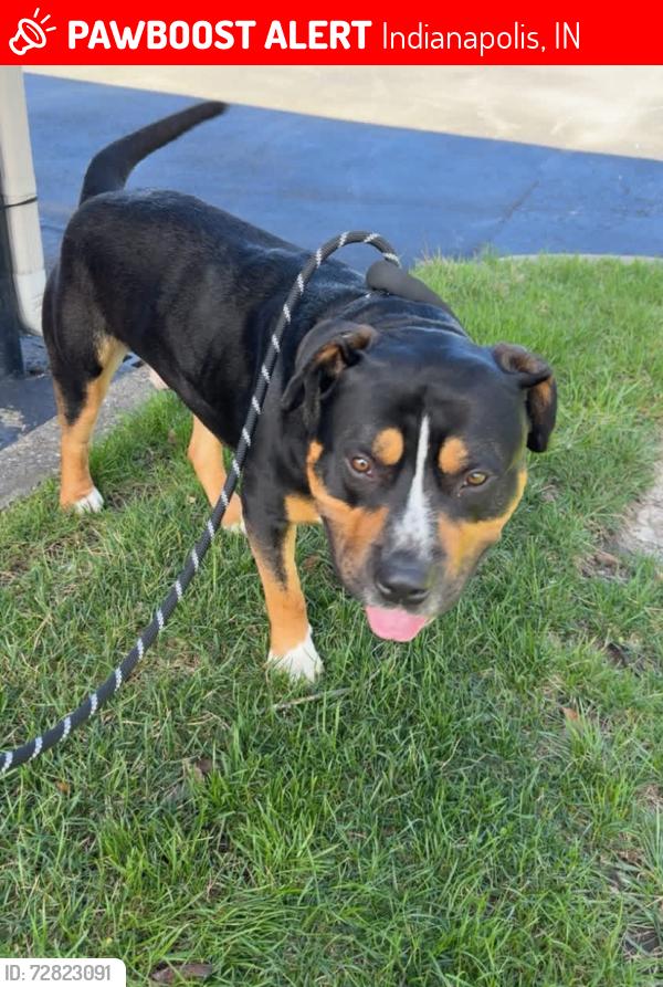 Lost Male Dog last seen Morris street and Drover street indianapolis, Indianapolis, IN 46221