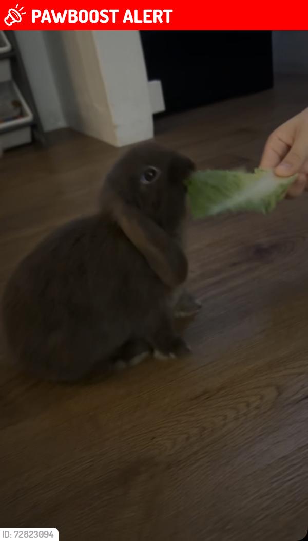 Lost Male Rabbit last seen Coldhams lane, Cambridgeshire, England CB1 3JN