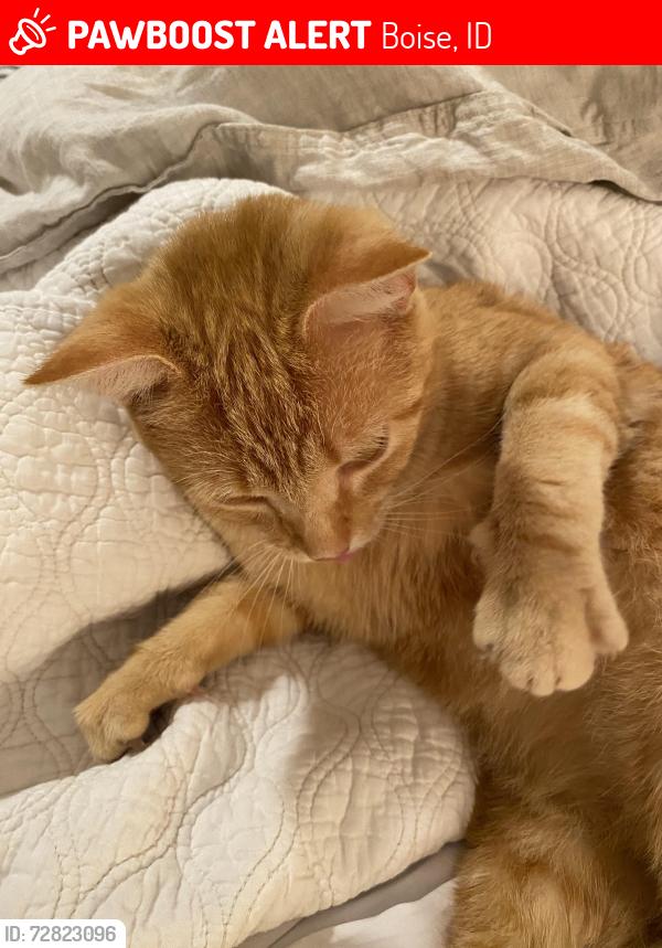 Lost Male Cat last seen Warm springs mess, Boise, ID 83706