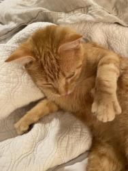 Lost Male Cat last seen Warm springs mess, Boise, ID 83706