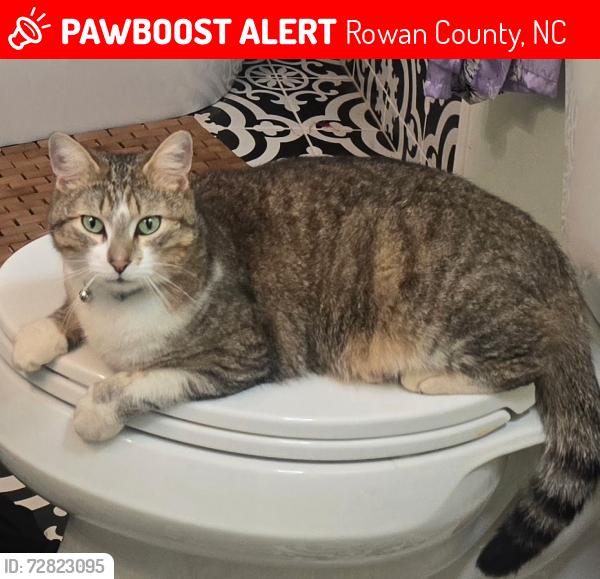 Lost Male Cat last seen Old Concord Salisbury Rd/Roy Cline Rd, Rowan County, NC 28138