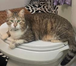 Lost Male Cat last seen Old Concord Salisbury Rd/Roy Cline Rd, Rowan County, NC 28138