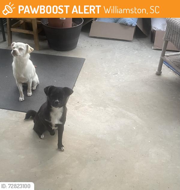 Found/Stray Female Dog last seen Lancaster Rd, Williamston, SC 29697