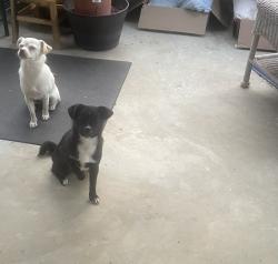 Found/Stray Female Dog last seen Lancaster Rd, Williamston, SC 29697