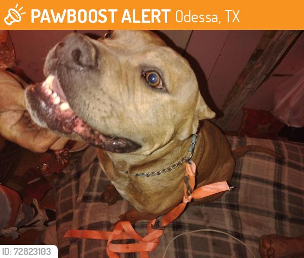 Found/Stray Male Dog last seen Huntington and 23rd, Odessa, TX 79761