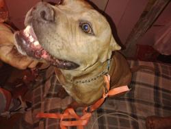 Found/Stray Male Dog last seen Huntington and 23rd, Odessa, TX 79761
