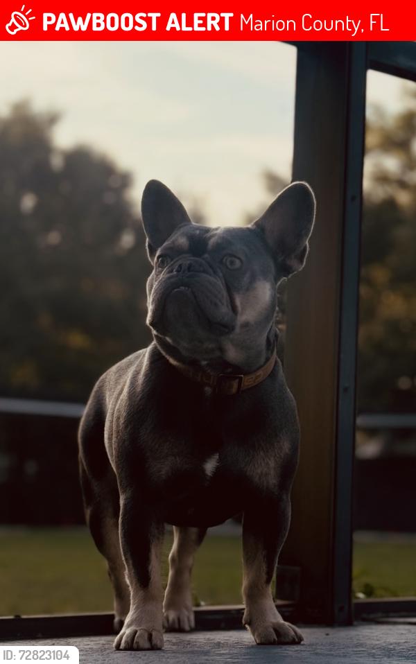 Lost Male Dog last seen Nears 145th Street which is Hey 475 and 27 CT, Marion County, FL 34491