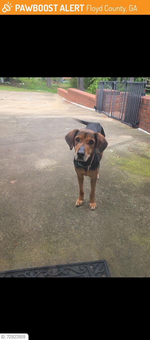 Found/Stray Male Dog last seen Alabama hwy , Floyd County, GA 30165