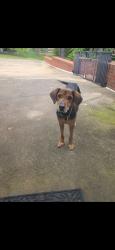 Found/Stray Male Dog last seen Alabama hwy , Floyd County, GA 30165