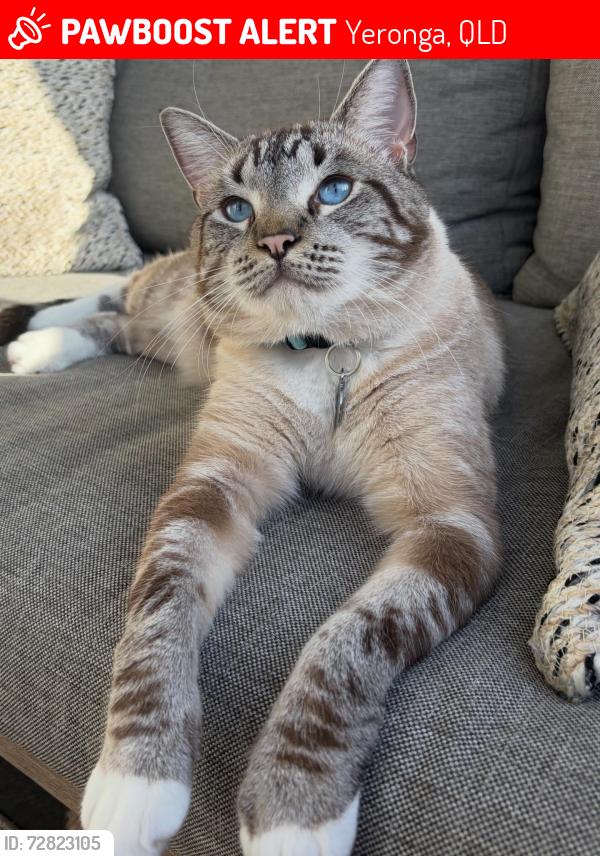 Lost Male Cat last seen Hyde Rd, Yeronga, Yeronga, QLD 4104