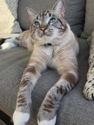 Lost Male Cat last seen Hyde Rd, Yeronga, Yeronga, QLD 4104