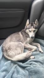 Found/Stray Male Dog last seen Children’s museum , Indianapolis, IN 46208