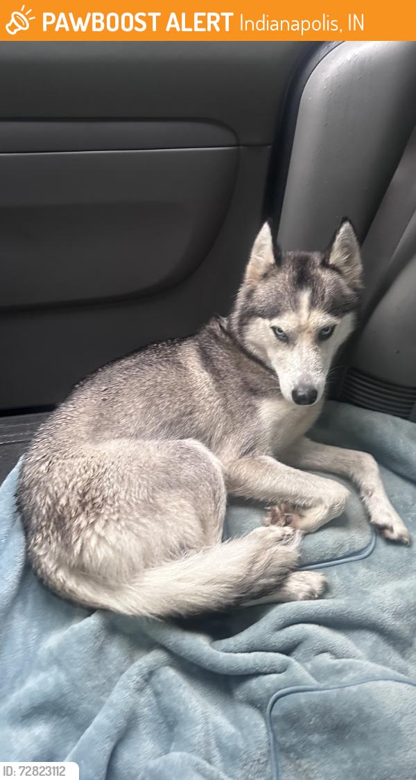Found/Stray Male Dog last seen Children’s museum , Indianapolis, IN 46208