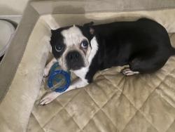 Lost Male Dog last seen Michigan avenue Kissimmee Florida , Kissimmee, FL 34744