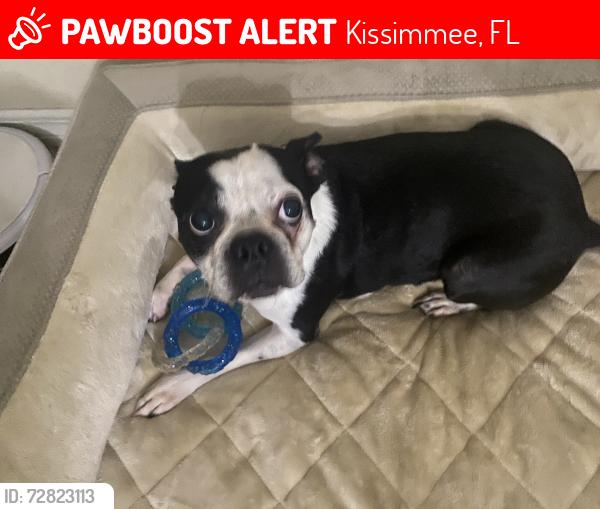 Lost Male Dog last seen Michigan avenue Kissimmee Florida, Kissimmee, FL 34744