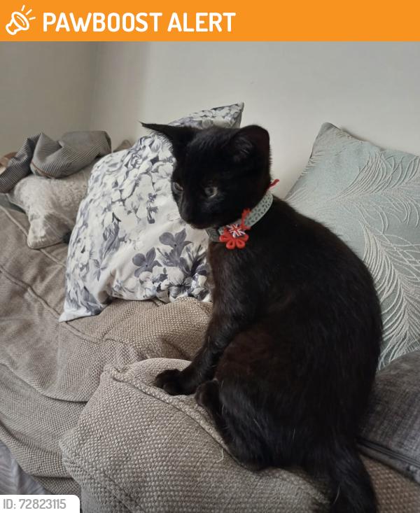 Found/Stray Male Cat last seen Unsure only was informed yesterday. Blue was moved unfortunately no body to bury/ cremate , Wiltshire, England SP5 4AG