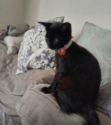 Found/Stray Male Cat last seen Unsure only was informed yesterday. Blue was moved unfortunately no body to bury/ cremate , Wiltshire, England SP5 4AG
