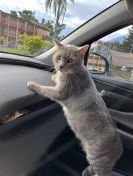 Lost Male Cat last seen Near s point , Ruskin, FL 33570